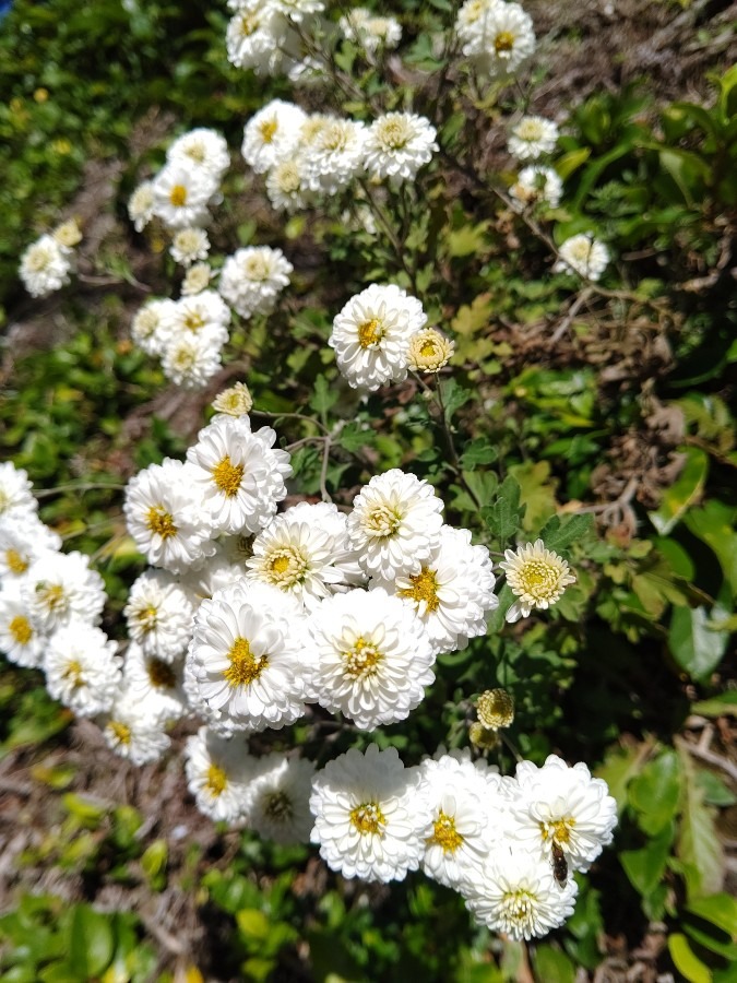 満開🌻🌻