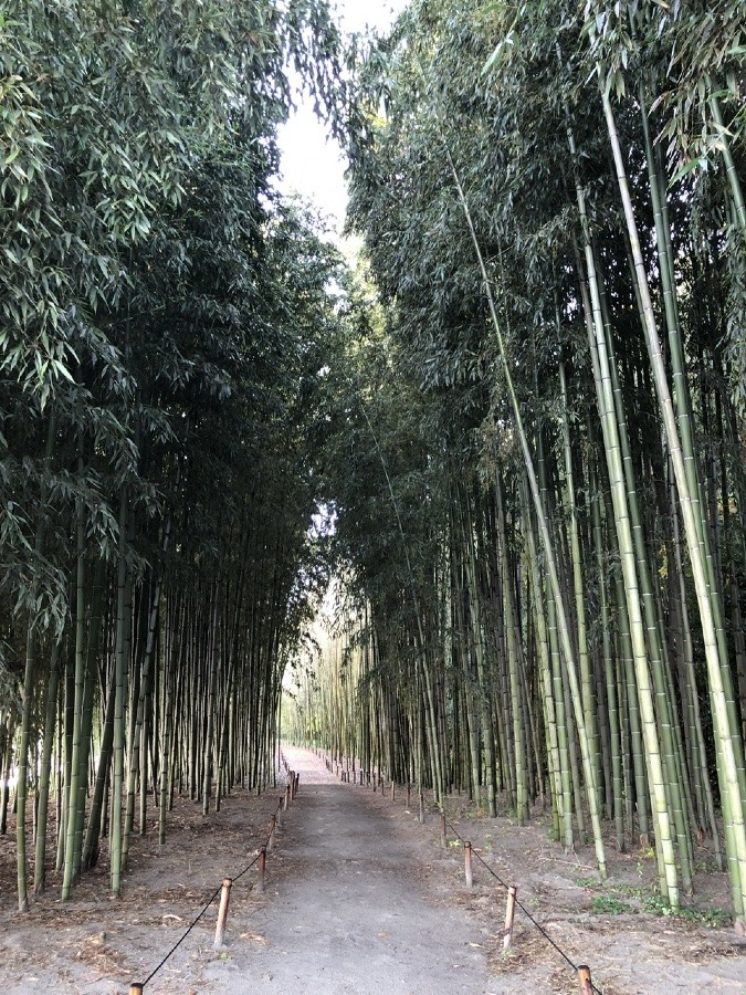 🎋若い