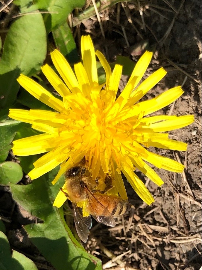 🐝🌼季節は今