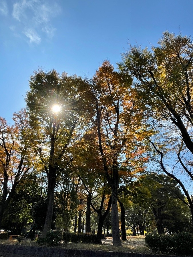 紅葉🍁の空