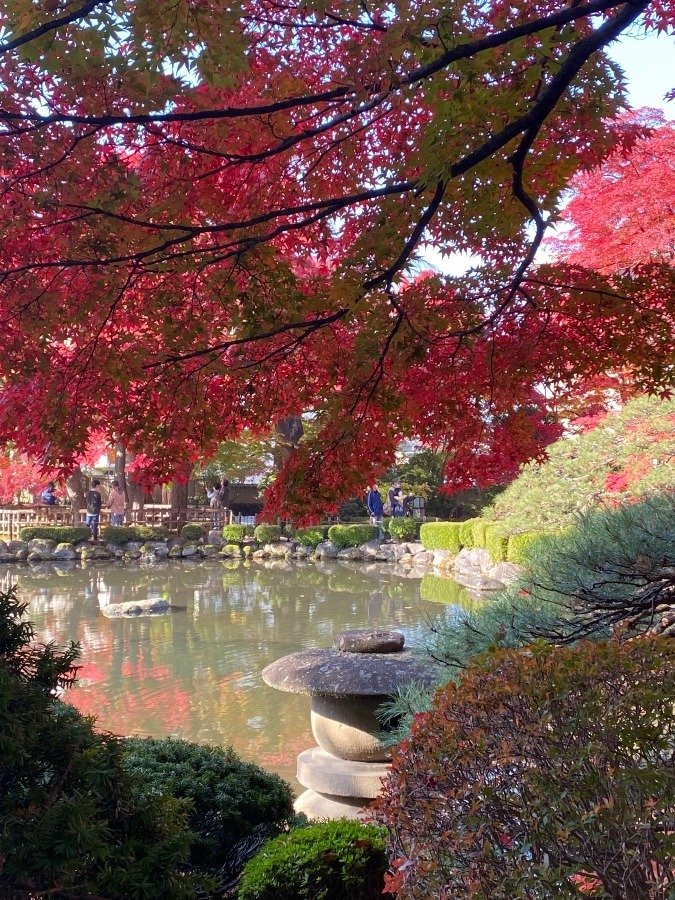 もみじ公園の紅葉🍁🍁🍁