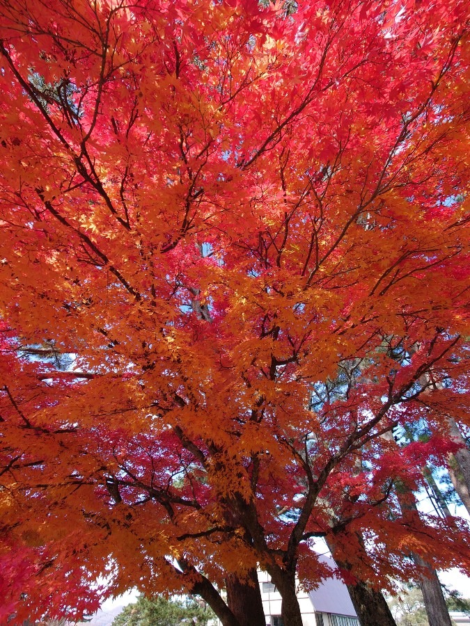 紅葉🍁もみじ狩り🍁五色沼散策