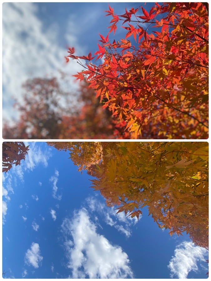 紅葉と銀杏