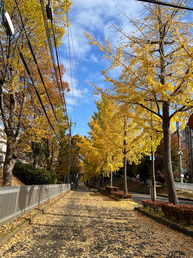 いつもの道も✨