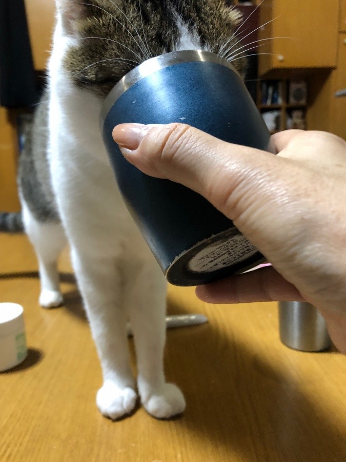 猫ですよ　コップで水飲みます？