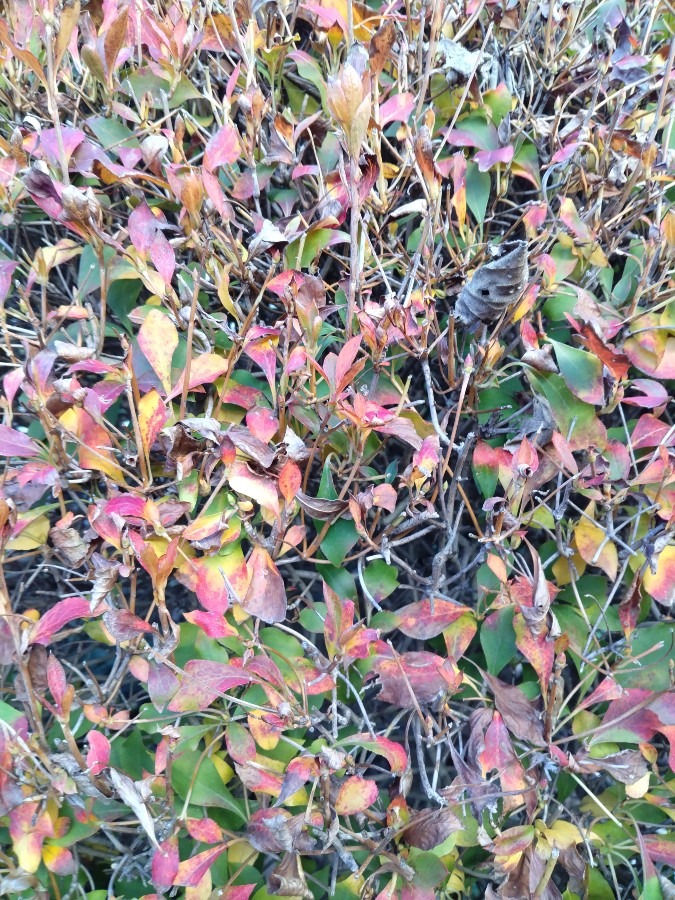 紅葉です！ドウダンツツジの、我が家の景色です！