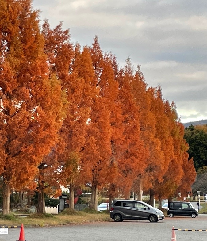 秋・紅葉🍁