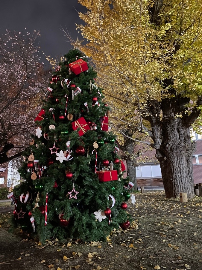 春🌸、秋🍁、冬🎄コラボ✨