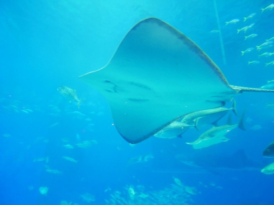 【沖縄北部】美ら海水族館その③