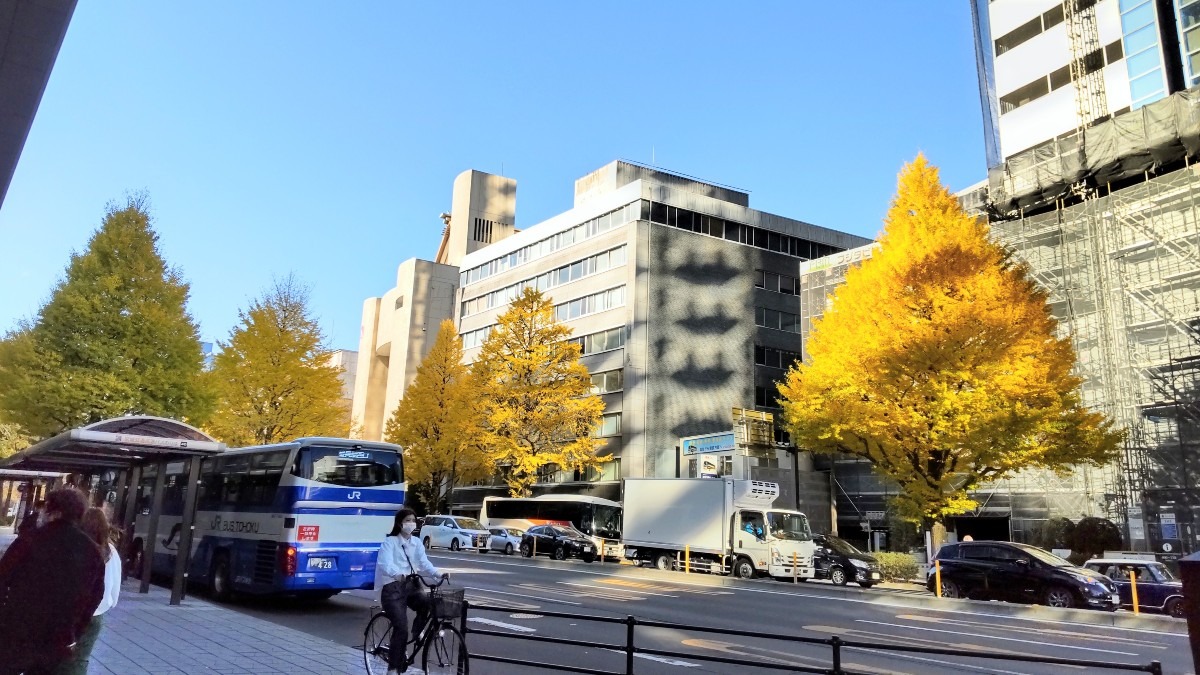 仙台駅前の銀杏並木。