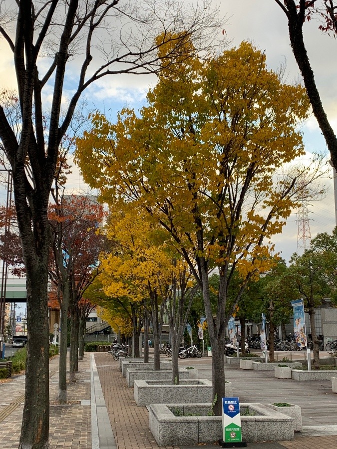 針治療の先生に褒められた！