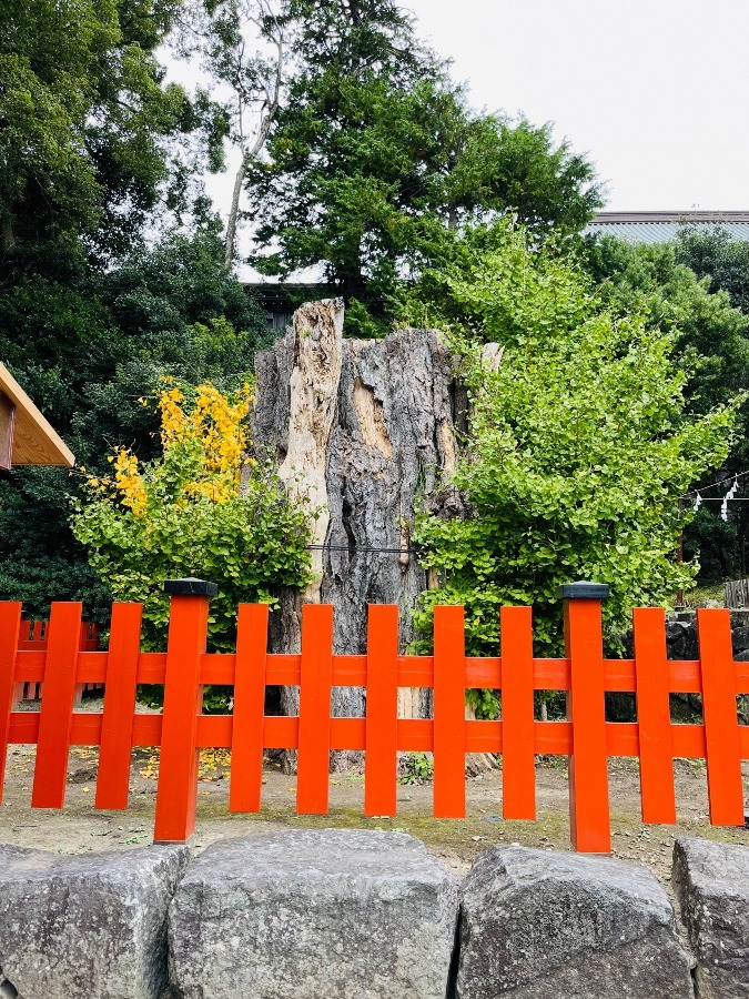 鶴岡八幡宮の大銀杏⛩