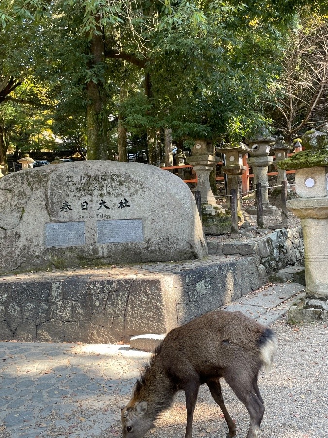 世界遺産春日大社です*ˊᵕˋ*