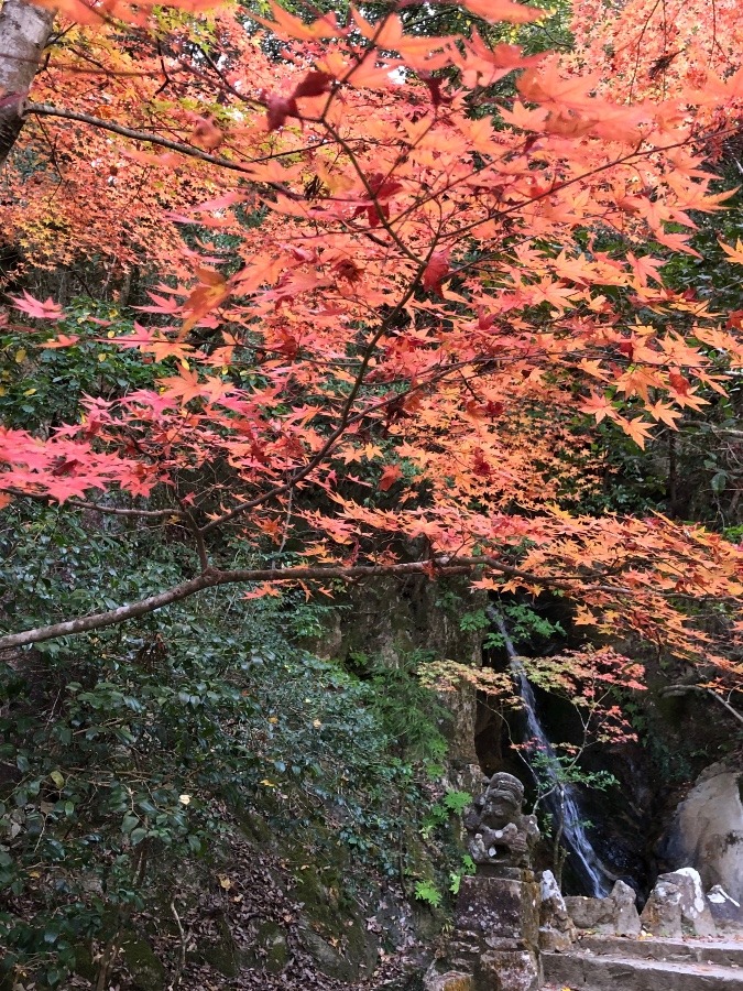 紅葉狩り