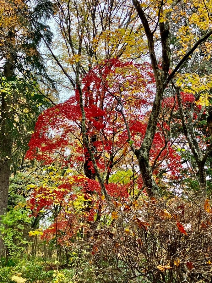 箱根小涌谷の紅葉③