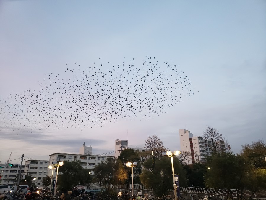 鳥の大群です！