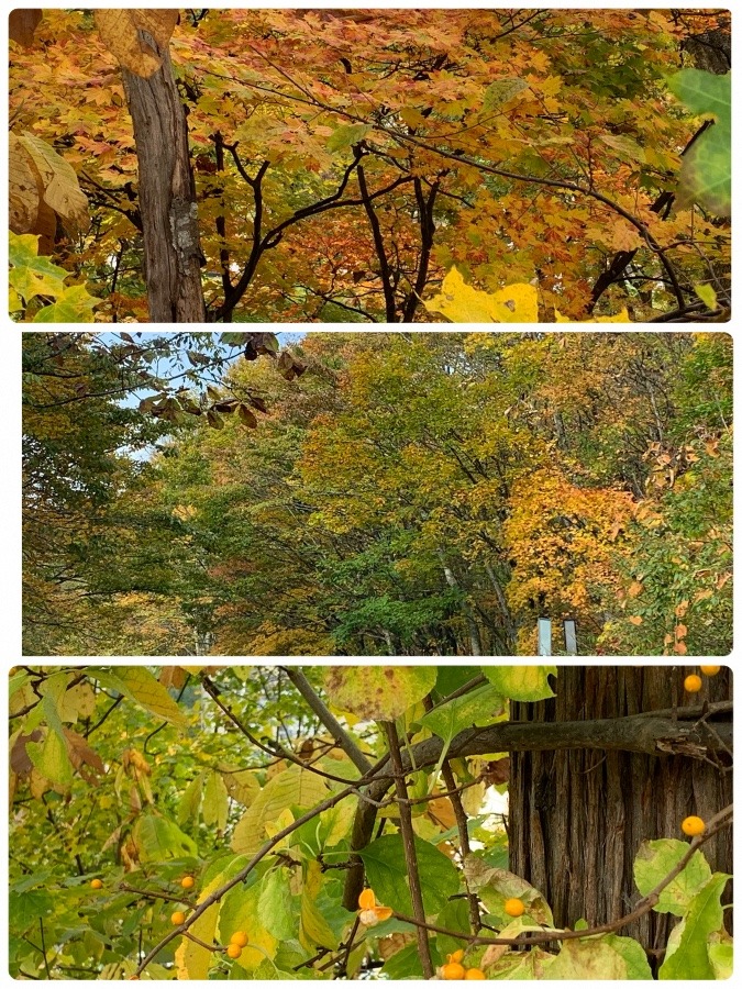 紅葉