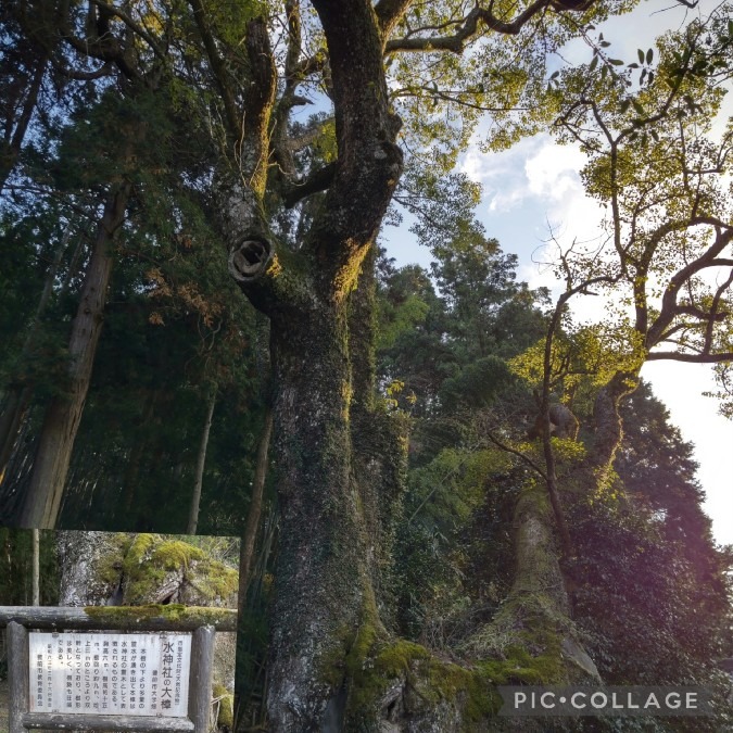 水神社の大楠🌲