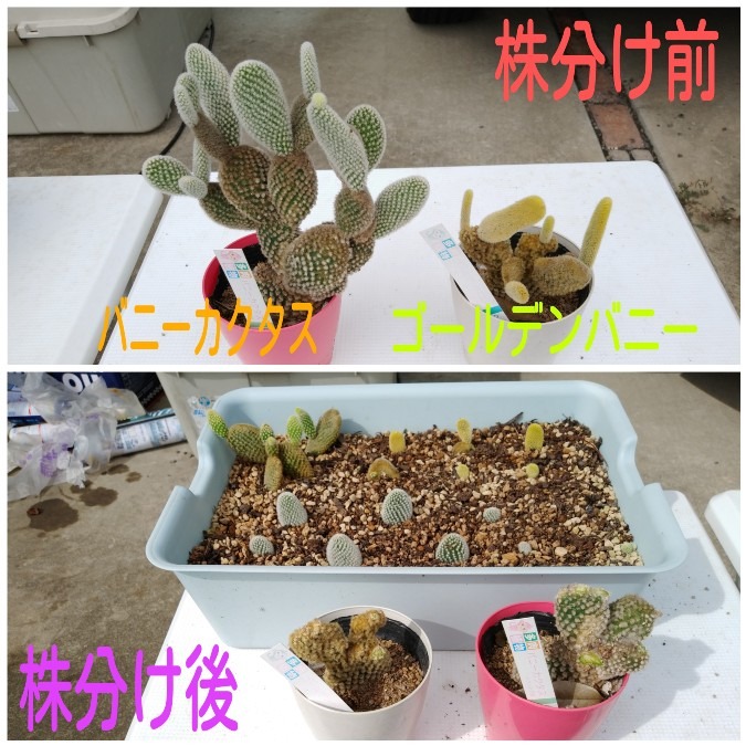 🌱多肉倶楽部🌵🤗　サボテンちゃん株分けチャレンジ😊！