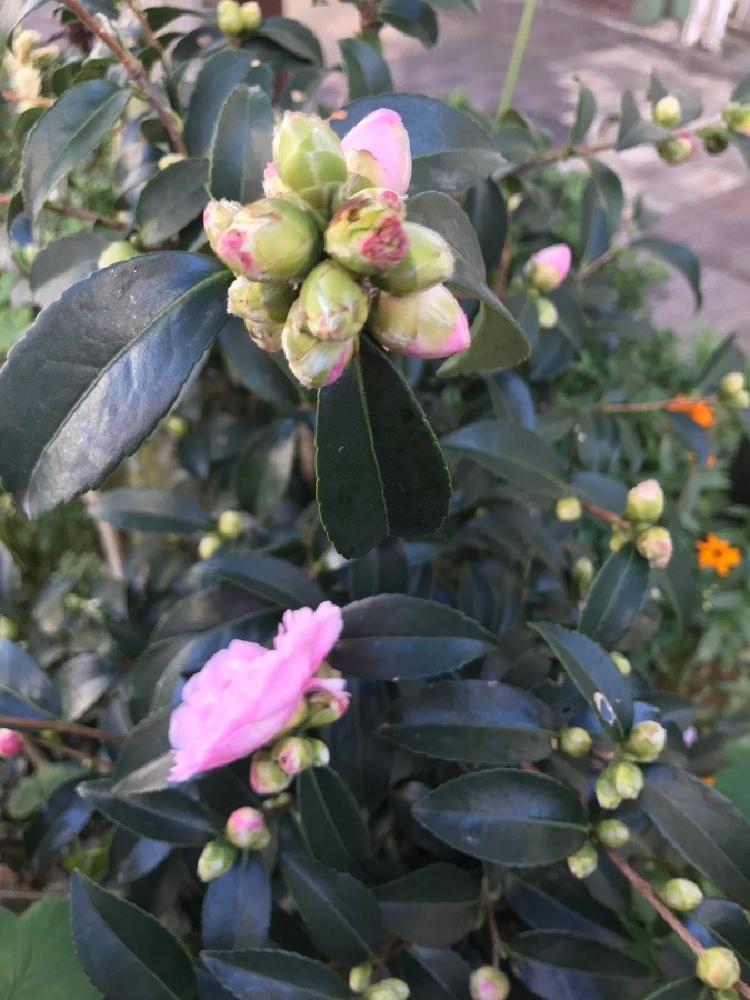 山茶花の蕾〜