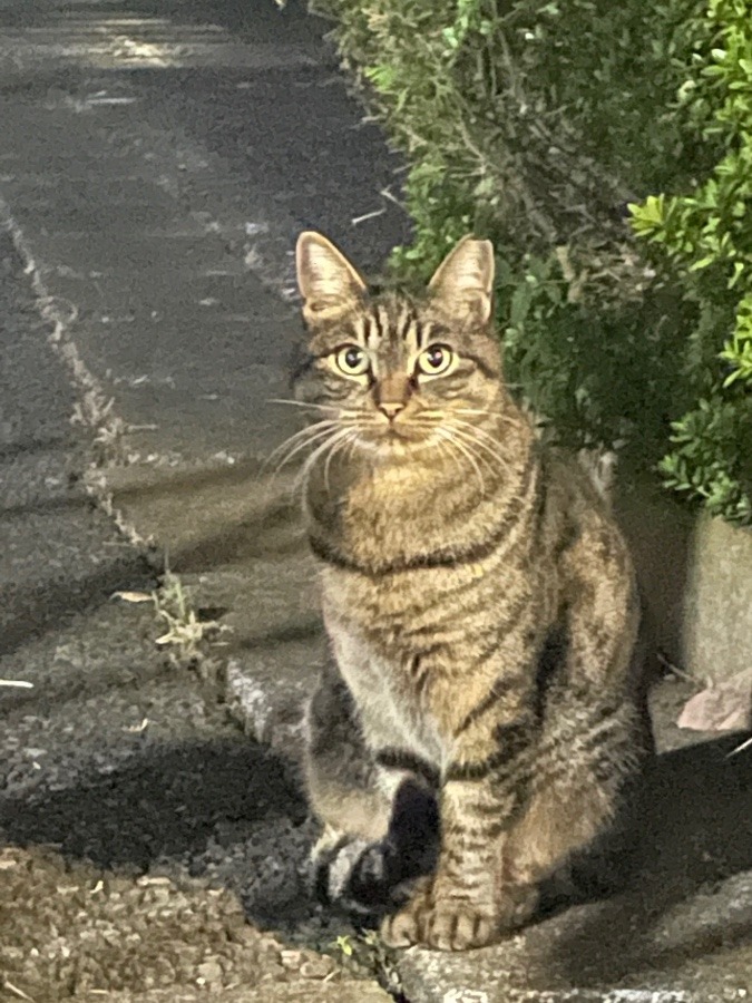 とらちゃん🐱①