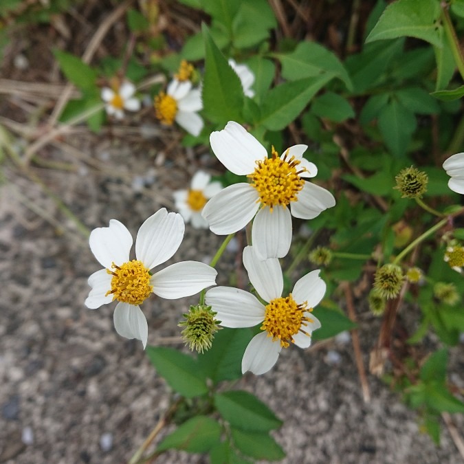 ひっつき虫の花