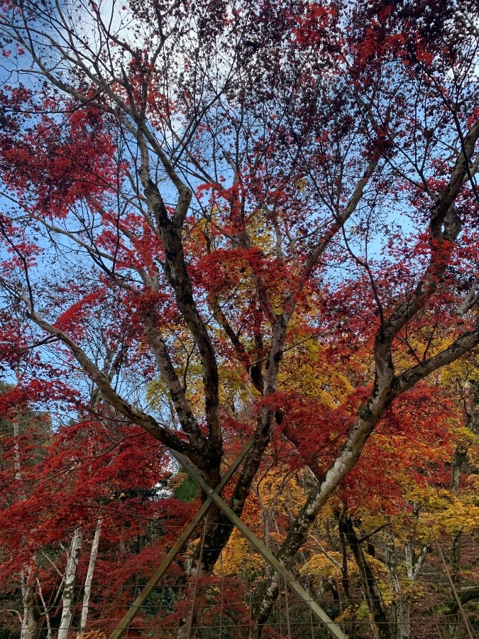御霊もみじ