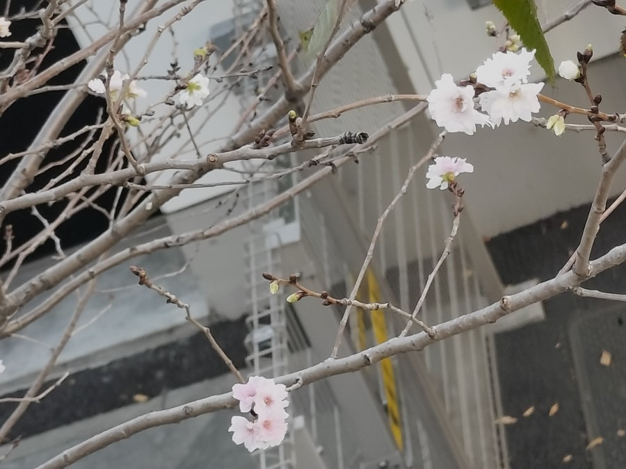この花は何？