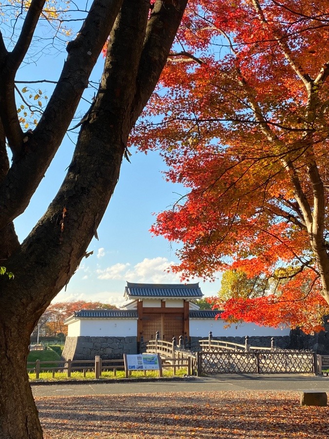 散歩コース🍁🍁🍁