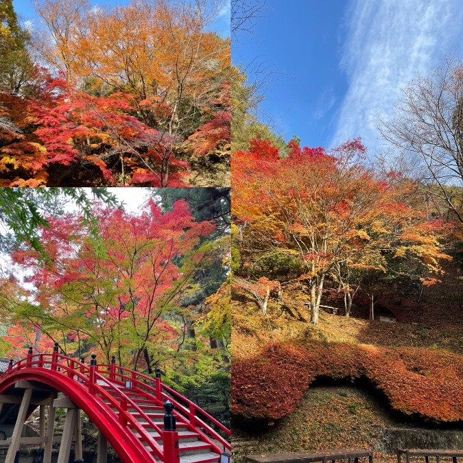 今高野の紅葉