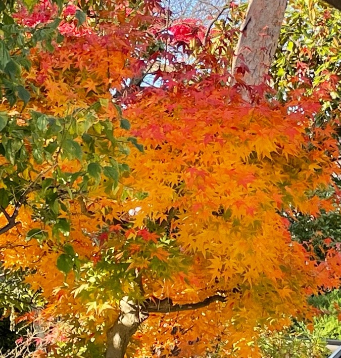 庭紅葉🍁