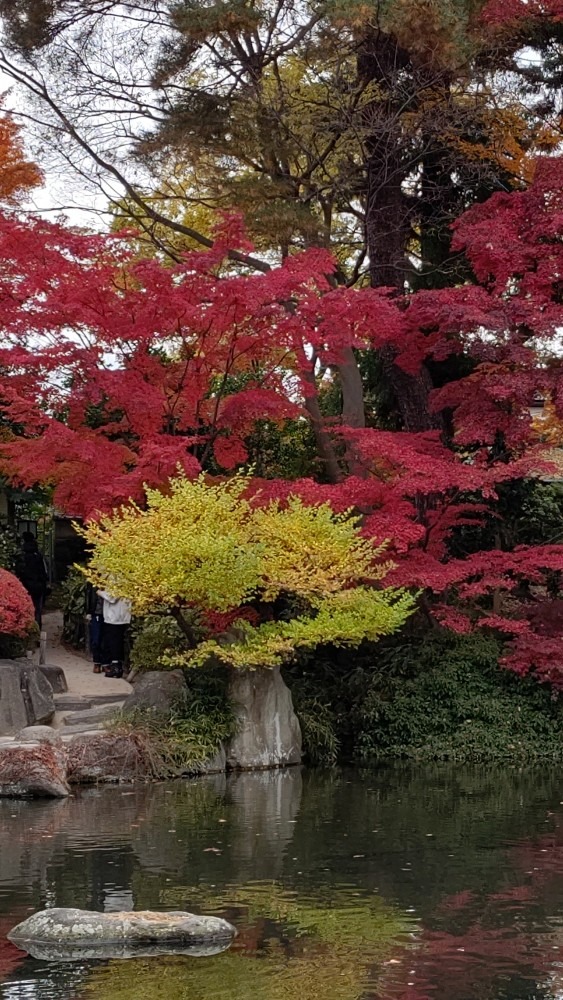 もみじ公園の池🍁🍁