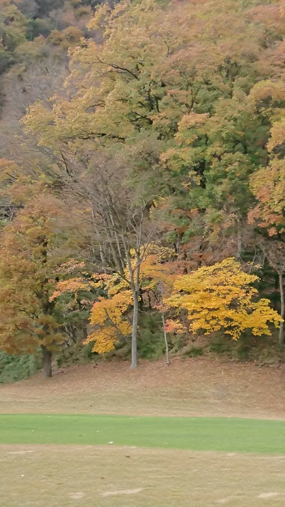 昨年の紅葉です🍁