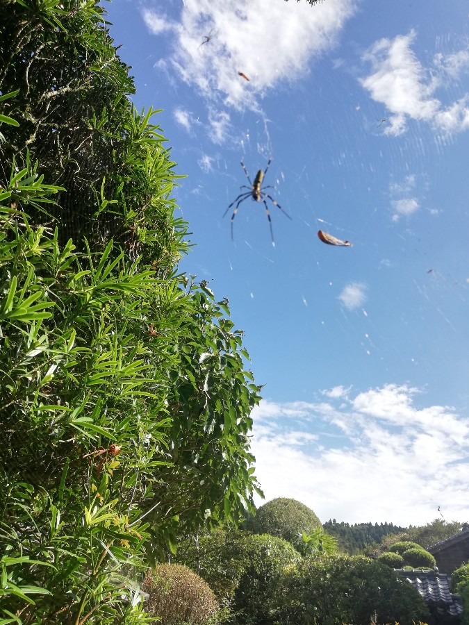 雲とクモ!?