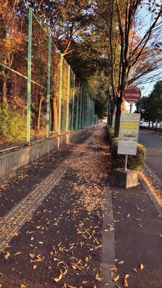 落ち葉を踏んで、通学路！