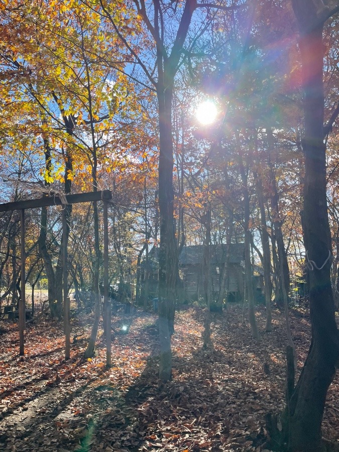 秋・紅葉🍁