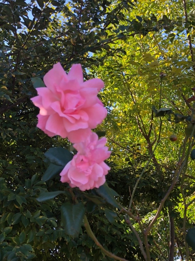 ご近所の裏の薔薇が呼んでいたので…