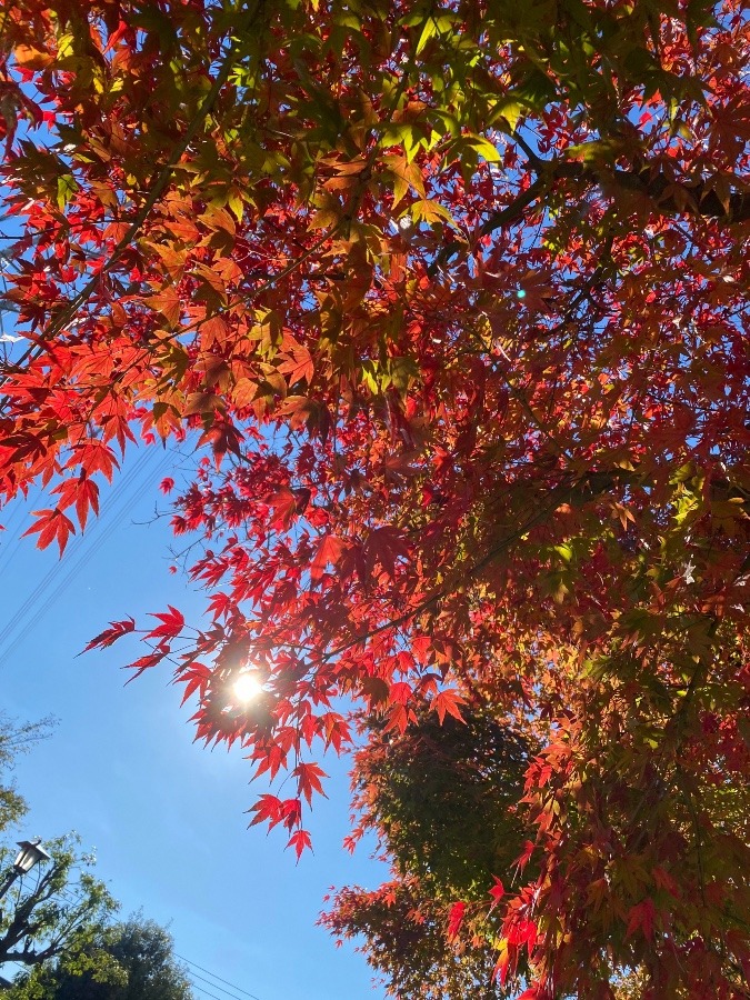 紅葉🍁