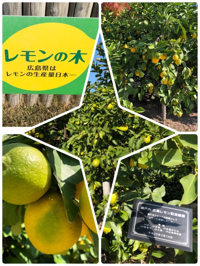 街中にレモンの木🍋