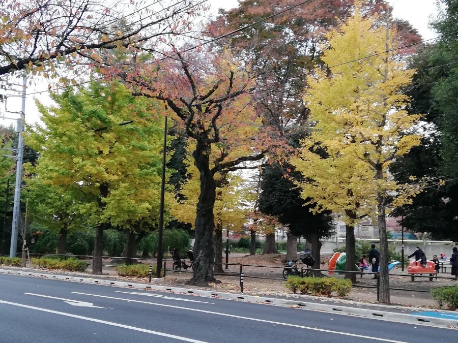 近所の公園の紅葉