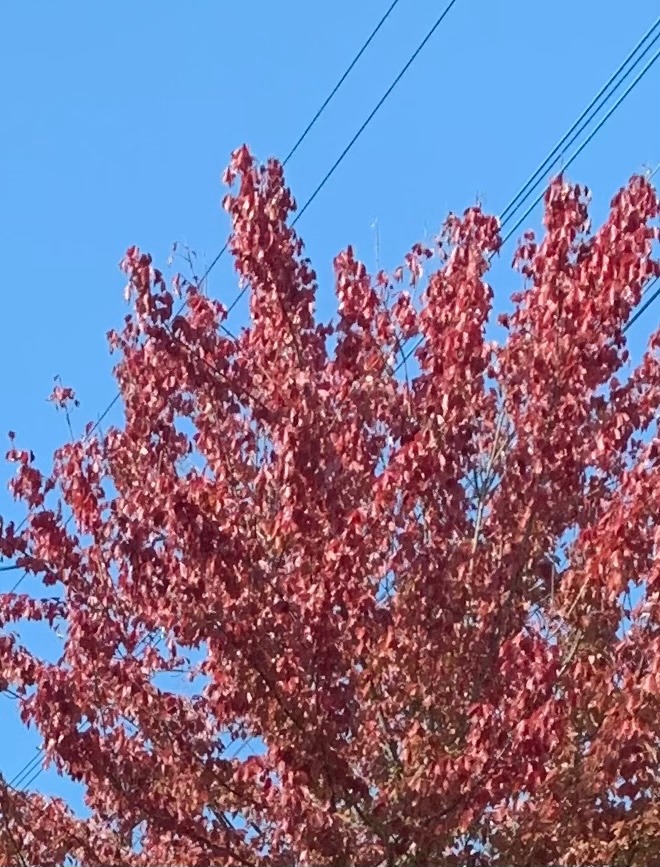 秋空と紅葉🍁