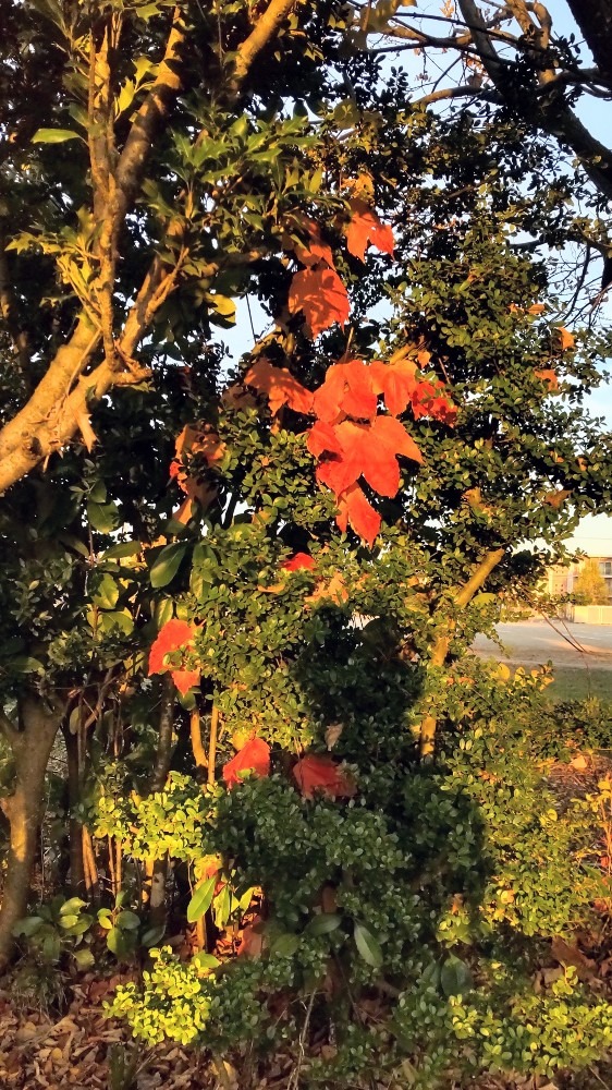 山ブドウの紅葉した赤い葉！