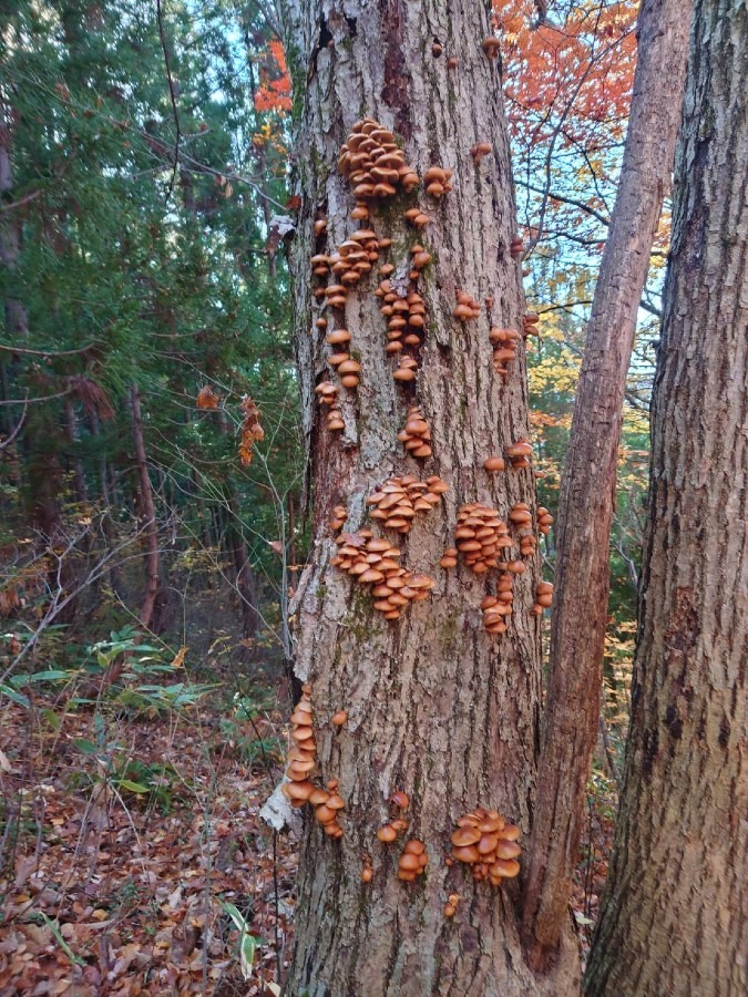 天然ナメコ🍄