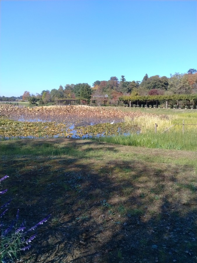 お花畑です！