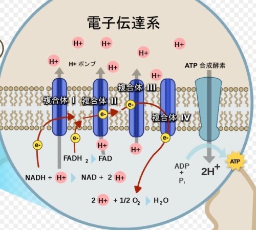 ミトコンドリアは頑張る。