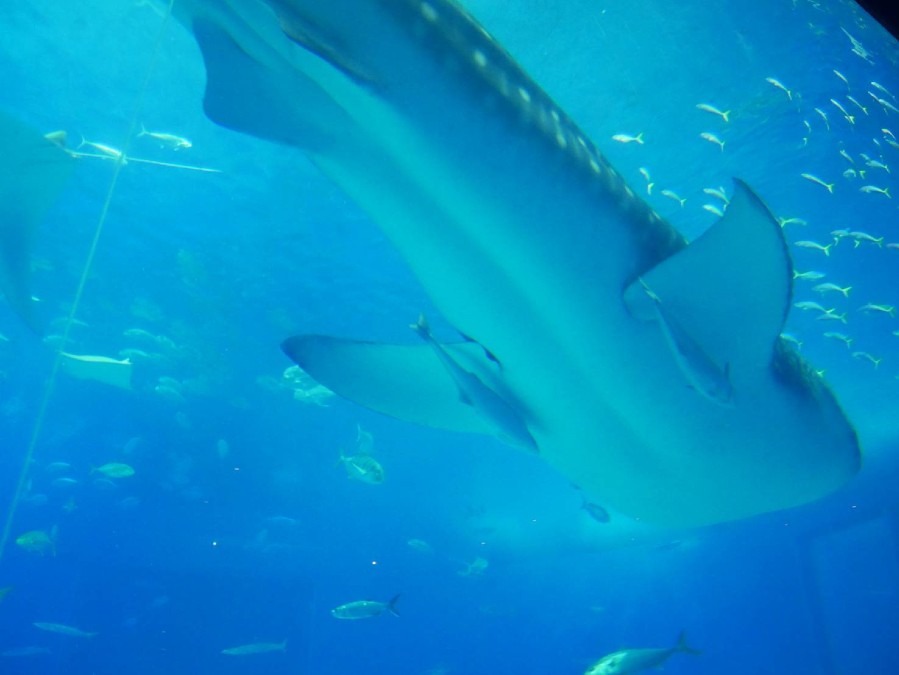 【沖縄北部】美ら海水族館その①