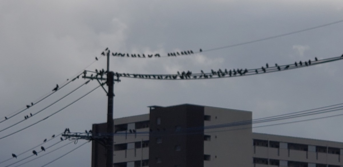 鳥達の遠足