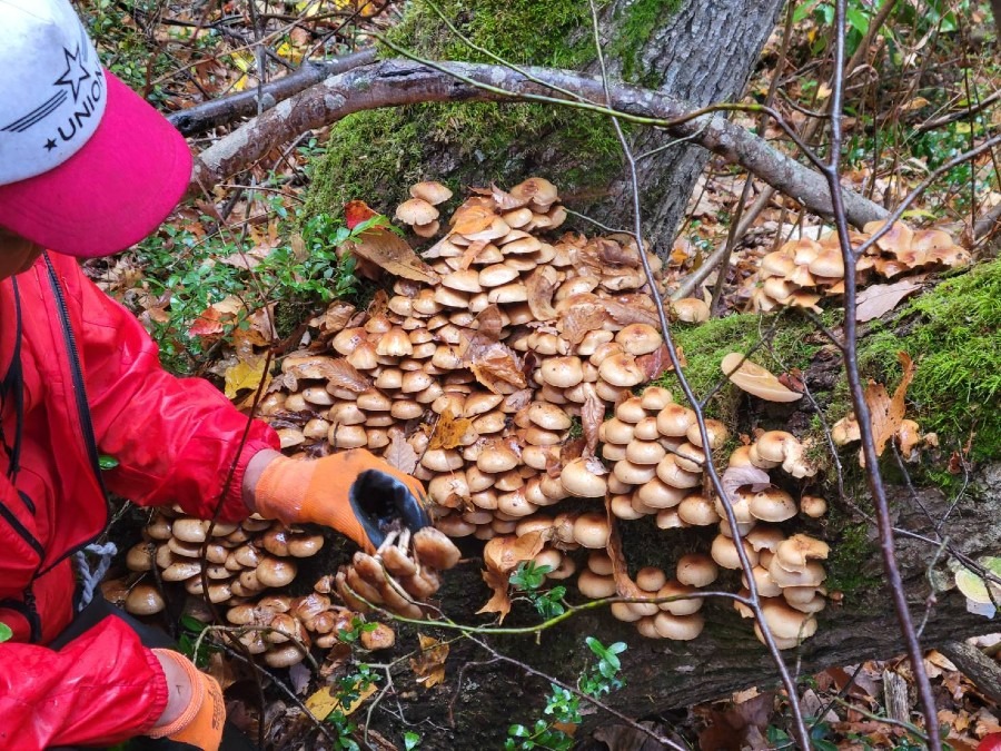 天然ナメコ🍄