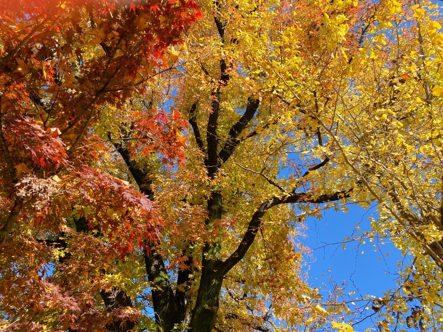 太陽光にあたると一段と美しい