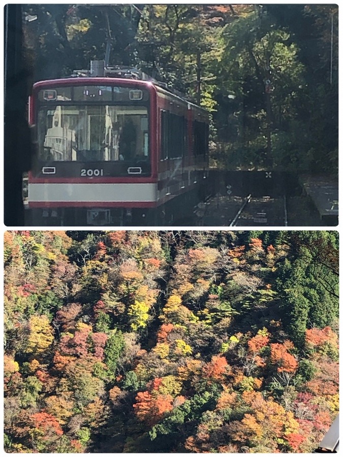 箱根登山鉄道からの紅葉🍁